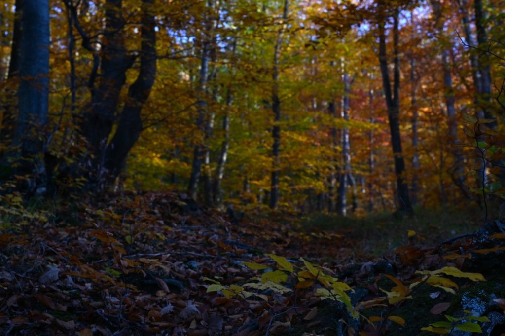 Есенни дървета в гора с паднали листа.